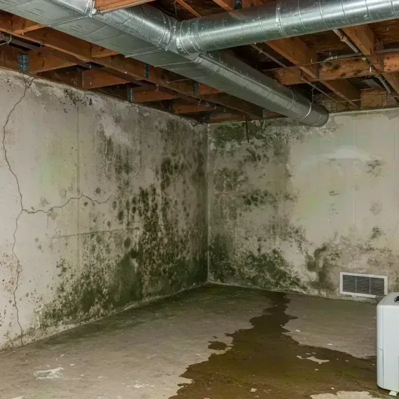 Professional Mold Removal in Glendale, MO